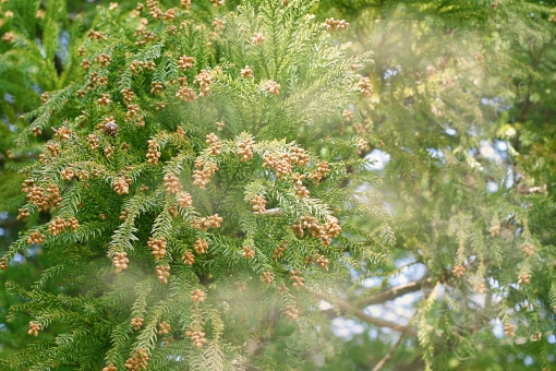 ｽｷﾞ花粉